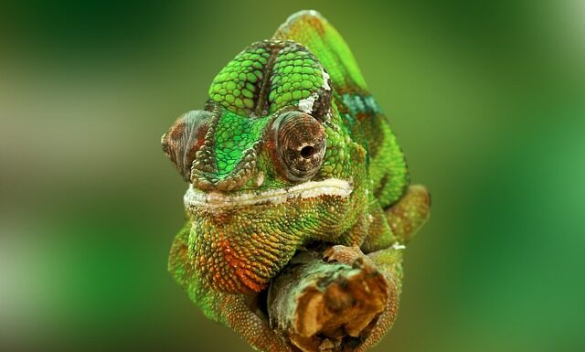 Ile jest owadów na świecie?