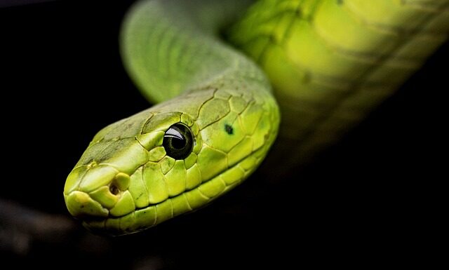 Jaki owad ma najmocniejszy jad?