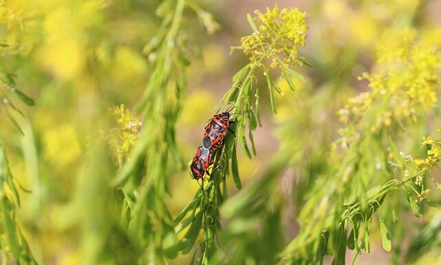 Jak wyglądają pluskwiaki?