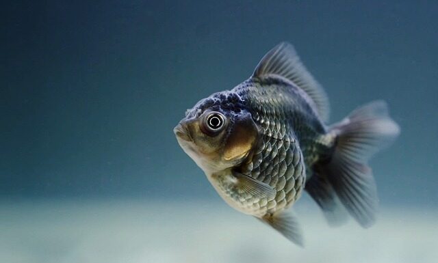 Dlaczego rybki pływają przy grzałce?