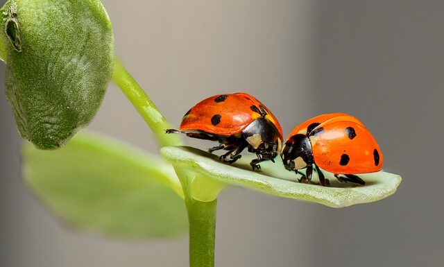 Ile zdrapek Biedronka? Ile zdrapek Biedronka?