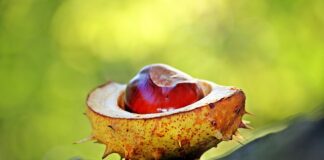 Czy kasztany promieniują?