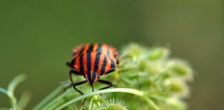 Po czym poznać że w domu są pluskwy?