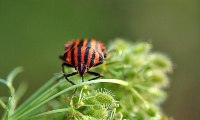 Po czym poznać że w domu są pluskwy?