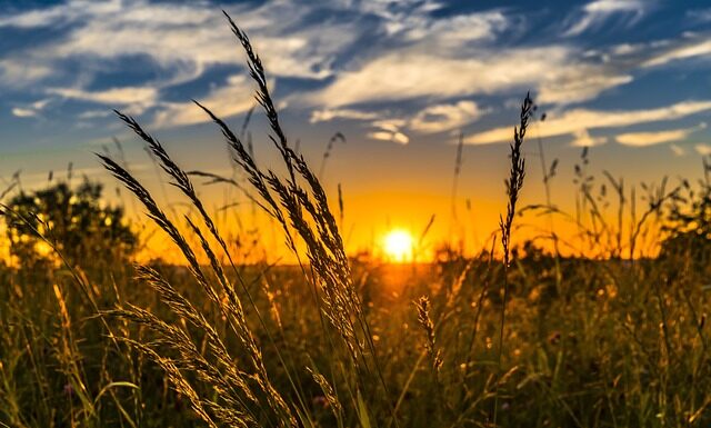 Czy lampy do uprawy roślin działają?