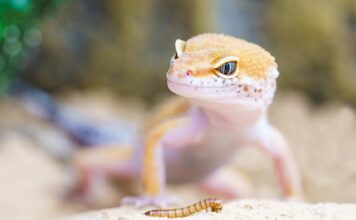 Czy gekon lamparci potrzebuję maty grzewczej?