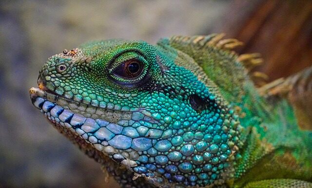 Jak oświetlić terrarium?