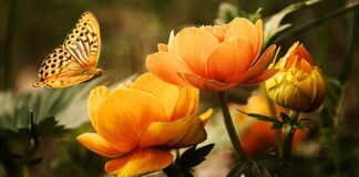 Jak handlować srebrem?