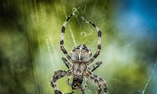 Co się stanie gdy ugryzie krzyżak?