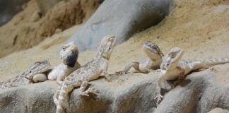 Ile stopni powinno być w terrarium dla agamy?