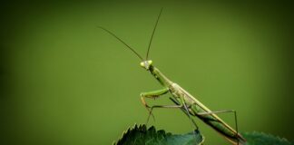 Jak długo może nie jeść modliszka?