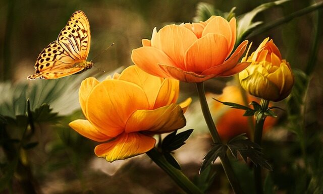 Czy owady są zwierzętami?