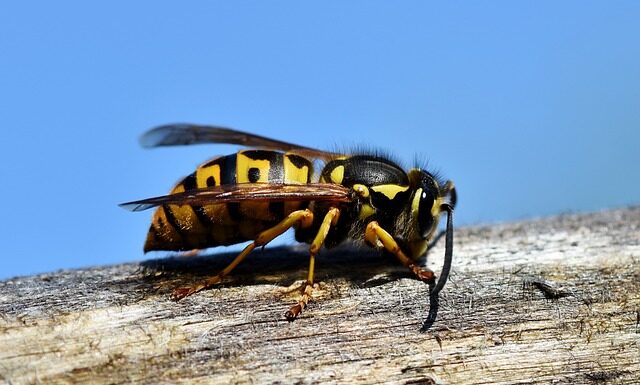 Co bardziej boli osa czy szerszeń?
