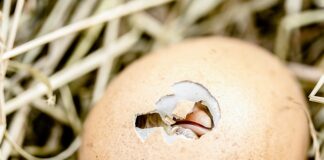 Co zrobić ze skorupkami z orzechów?