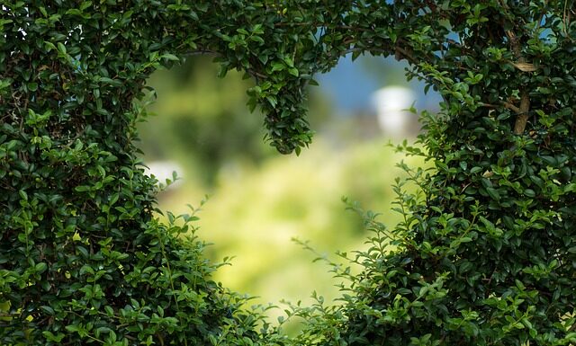 Jaki olej jest dobry na serce?