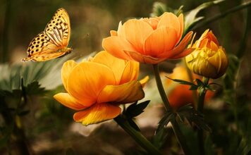 Jakie owady latają w nocy?