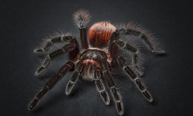 Czy pająk krzyżak może ugryźć człowieka?