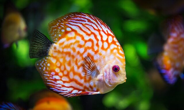 Co pierwsze do akwarium?