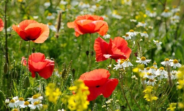 Jaki kolor światła do wzrostu roślin?