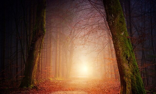 Jak zrobić oświetlenie dla roślin?