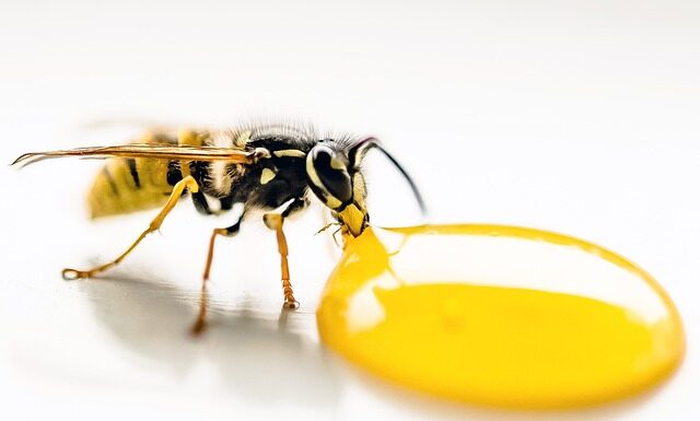 Co jest gorsze osa czy pszczoła?