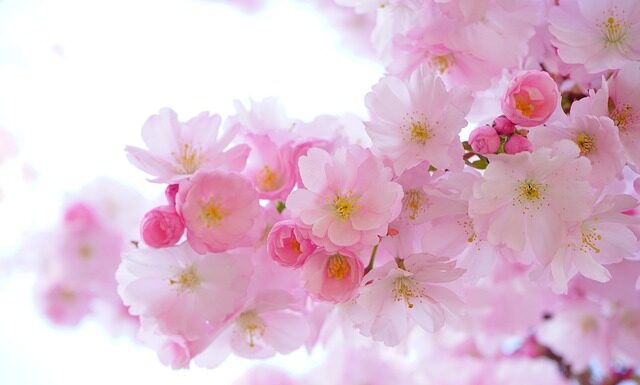 Jak naświetlać rośliny?