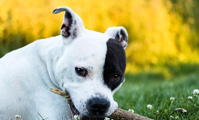 Czy turkuć podjadek może ugryźć?