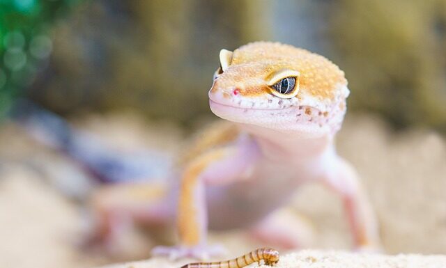 Co powinien mieć Gekon lamparci w terrarium?