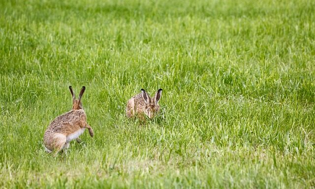 Jak dobrać lampę do roślin?