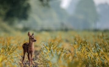 Czy można wziąć rogi jelenia?