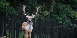 Czy znalezione poroże w lesie można zabrać do domu?