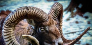 Jak znaleźć rogi w lesie?