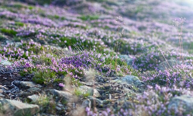 Skąd najbliżej na Śnieżkę?