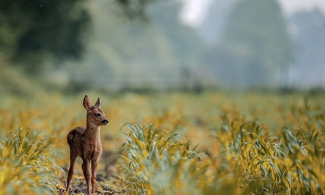 Jak rozpoznać wiek jelenia byka?