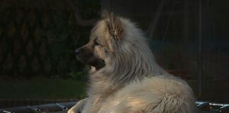 Jak ćwiczyć na trampolinie ogrodowej?