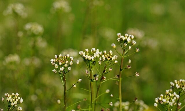 Jak uszyć torbę na lunch?