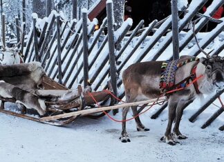 Ile kosztuje kilogram poroża 2023?