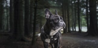 Jaka uprząż wspinaczkową dla dziecka?